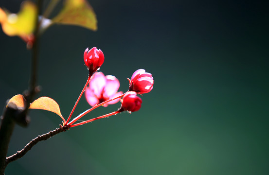 垂丝海棠