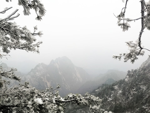 雪后松树