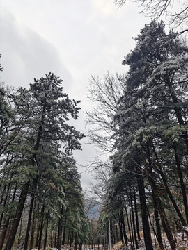 小雪后的松树