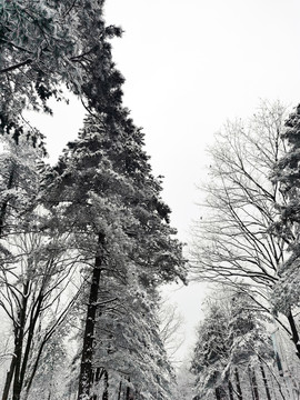 大雪后的松树