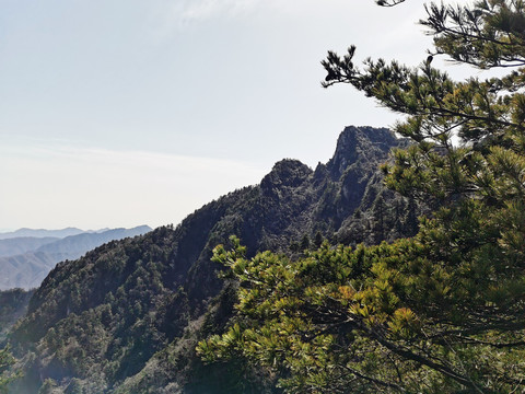 松树高山