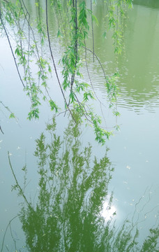 绿色清新柳叶河水