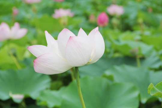 清新雅致荷花莲花莲池