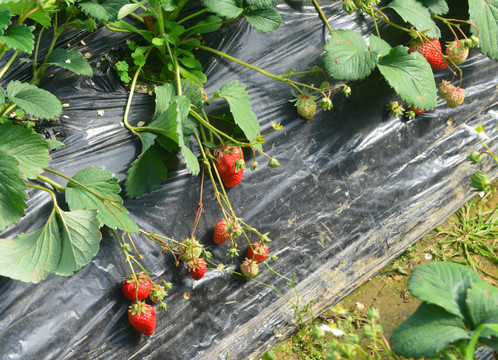 乡村种植的草莓种植基地