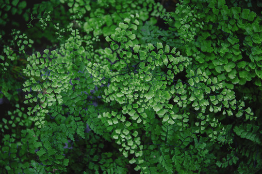 绿色植物背景