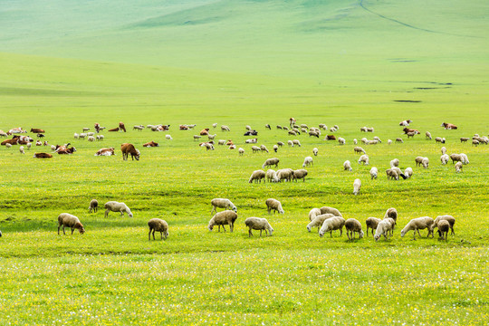 夏季草原牧场羊群牛群