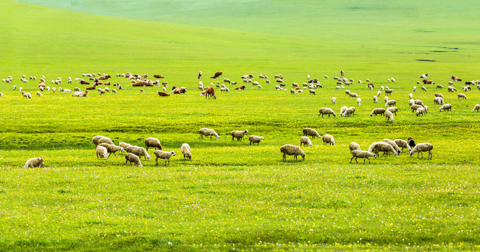 呼伦贝尔草原野花羊群牛群