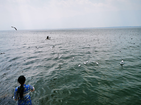 海边喂海鸥