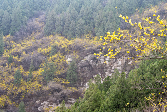 航拍济南佛慧山连翘花开08