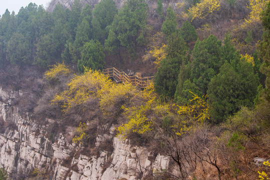 航拍济南佛慧山连翘花开10