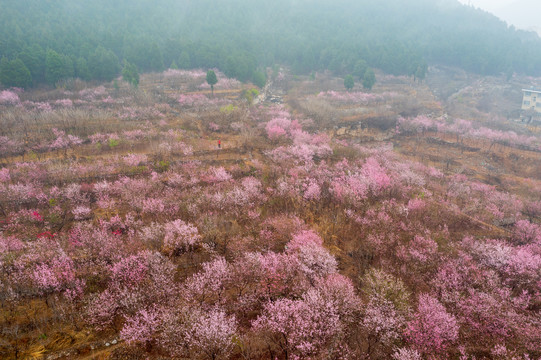 航拍济南佛慧山下的桃花08