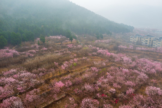 航拍济南佛慧山下的桃花22