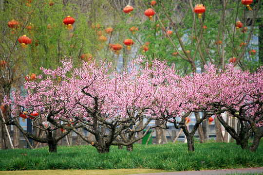 桃花园