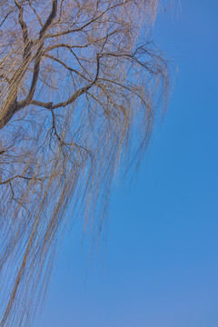 冬天柳树枝