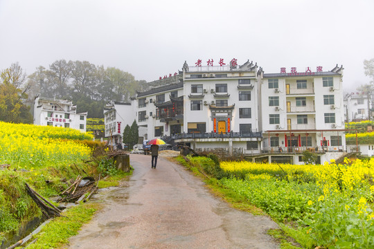 江岭油菜花梯田