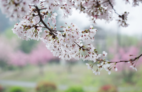 雨后樱花