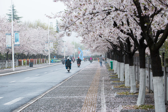 路边的樱花树
