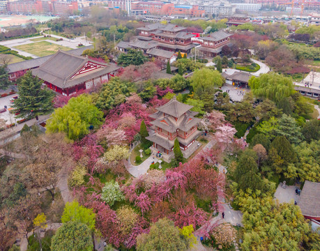 航拍西安青龙寺樱花盛开