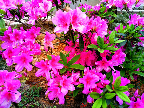杜鹃花