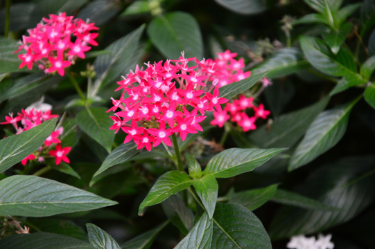 繁星花