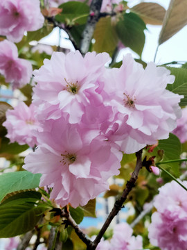 樱花特写