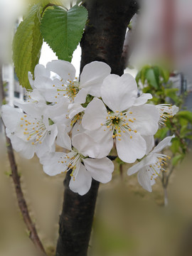 欧洲樱桃花