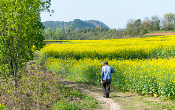 田间劳动