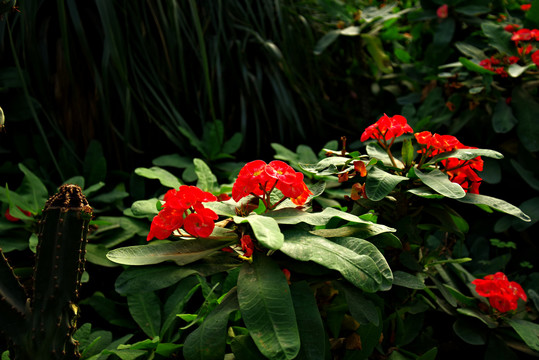 北京呀路古热带植物园