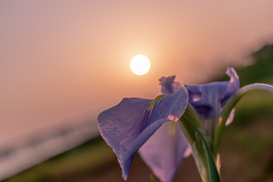 鸢尾花