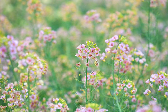 盛开的油菜花