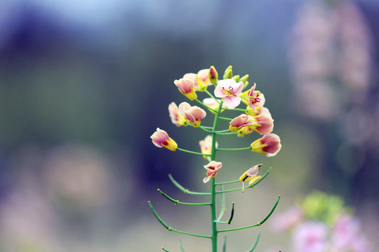 盛开的油菜花