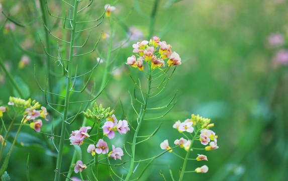 盛开的油菜花