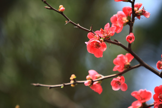 公园石榴花