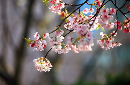 樱花