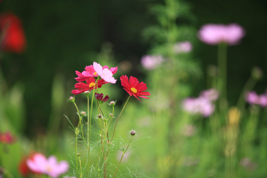 格桑花