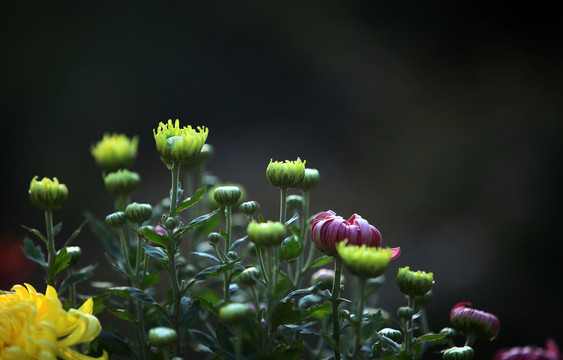 菊花