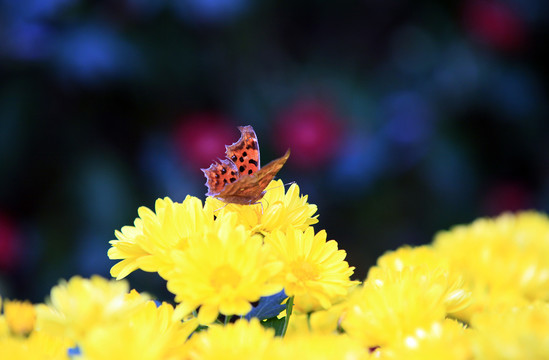 菊花