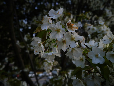 芜湖早春