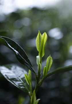 杭州西湖龙井茶