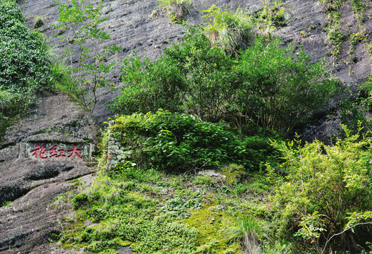 武夷山大红袍母树