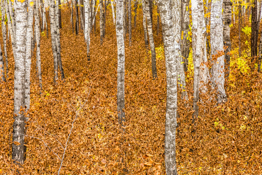 秋季白桦树森林植被