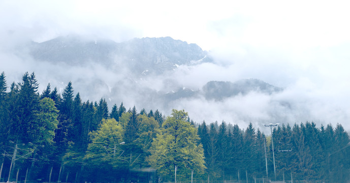 雨雾缭绕的树林