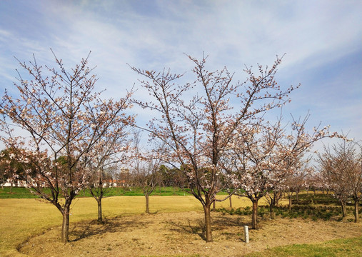 樱花树