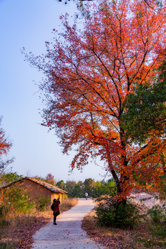村道旁的红枫树