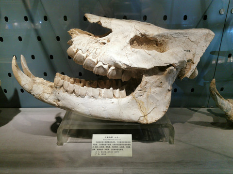 无鼻角犀头骨化石