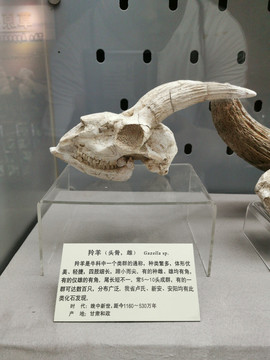 羚羊头骨化石