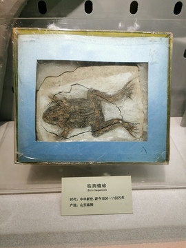 蟾蜍化石