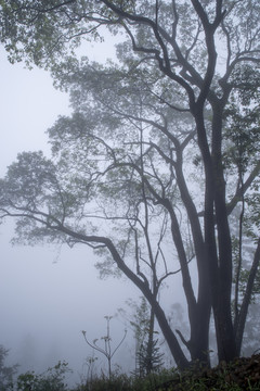 雾天树影
