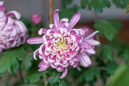菊花