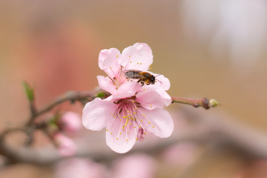 肥城桃花节